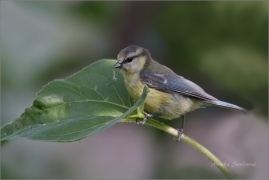 <p>SÝKORA MODŘINKA (Parus caeruleus)</p>
